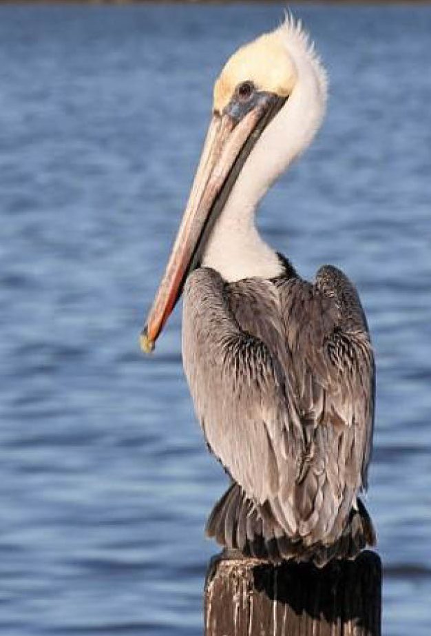 a bird flying over a body of water