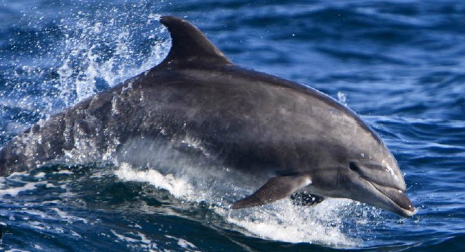 a dolphin jumping out of the water